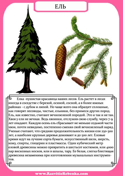 Описание деревьев для детей дошкольного возраста