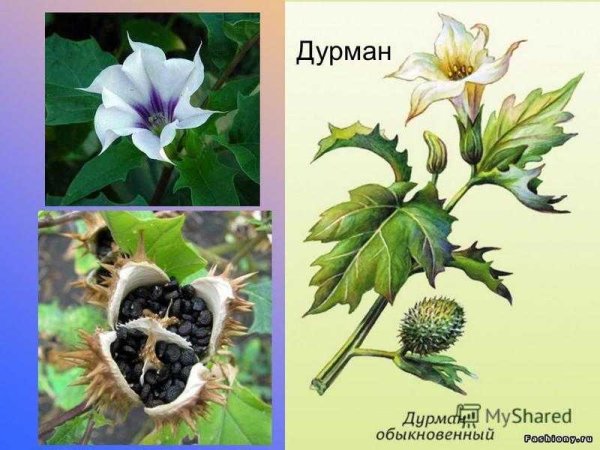 Дурман Датура ядовитая