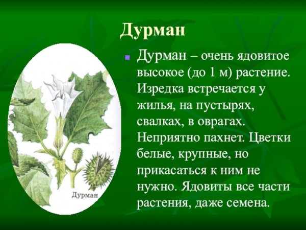 Доклад о ядовитых растениях дурман