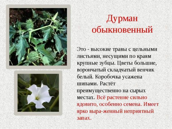 Дурман обыкновенный характеристика растения