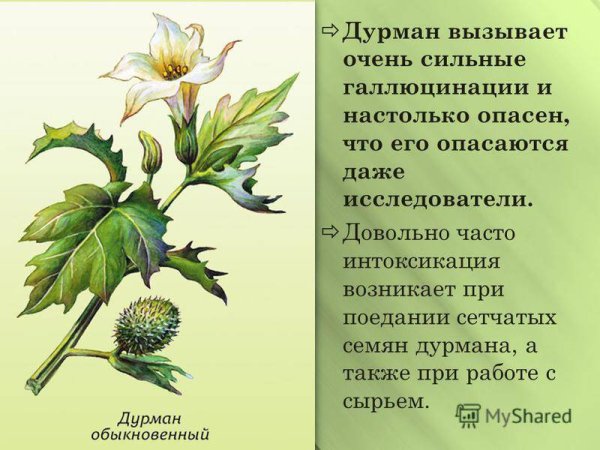 Ядовитые растения дурман 2 класс