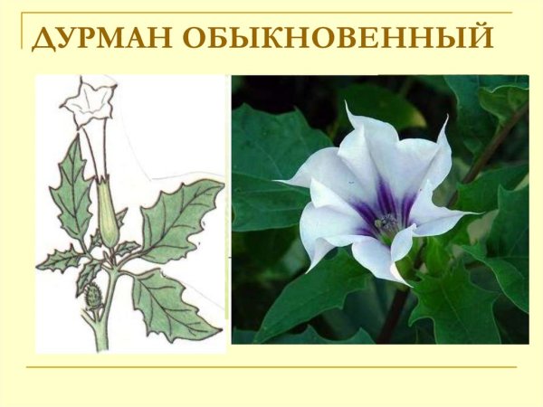 Семейство Пасленовые дурман