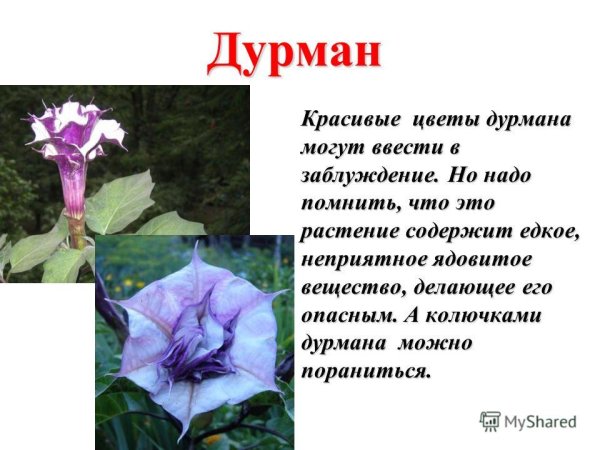 Дурман Датура ядовитая