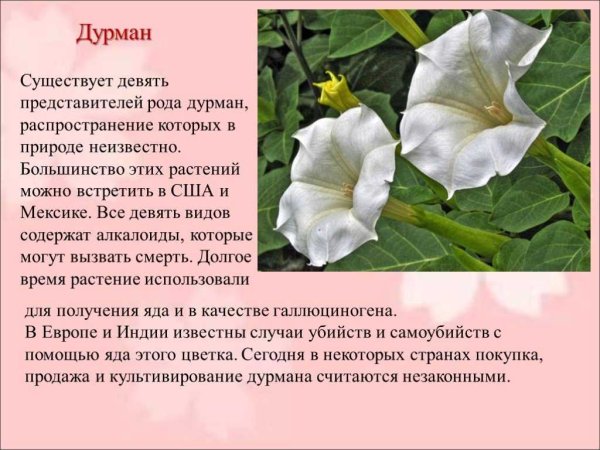 Дурман растение описание