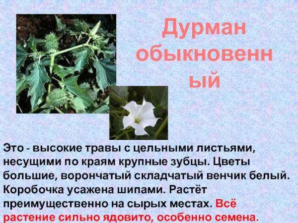 Дурман обыкновенный ядовитое. Датура ядовитый дурман. Характеристики растения дурман обыкновенный. Дурман обыкновенный растение. Дурман обыкновенный растение.