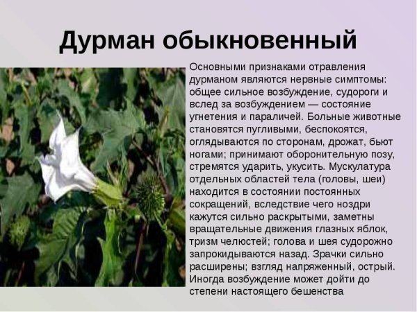 Дурман обыкновенный дурман ядовитое растение