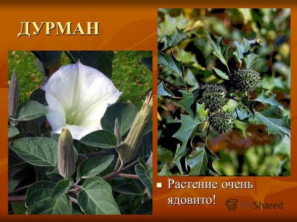 Дурман обыкновенный соцветие