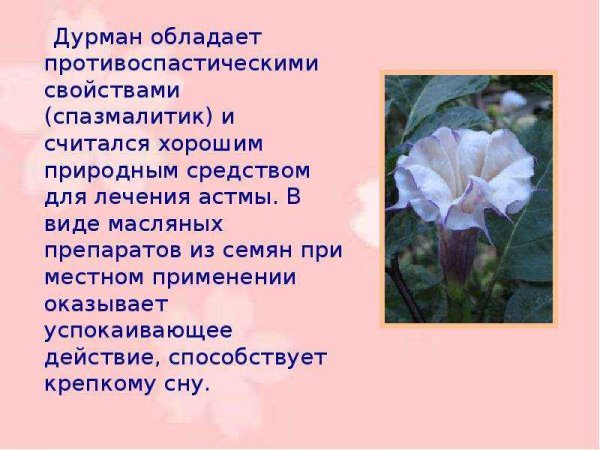 Дурман цветок багульник