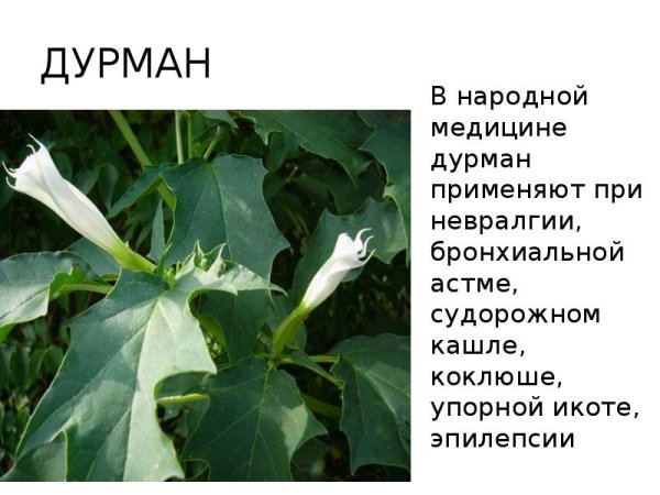 Алкалоиды дурмана обыкновенного