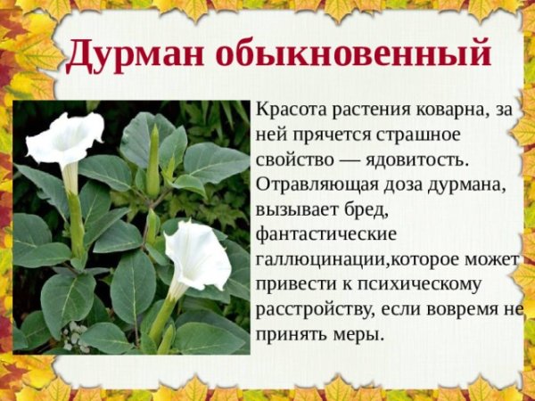 Дурман обыкновенный галлюциноген