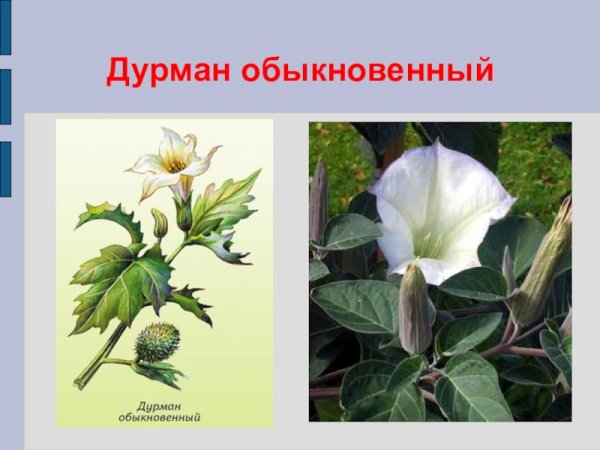 Дурман обыкновенный обыкновенный ядовитое