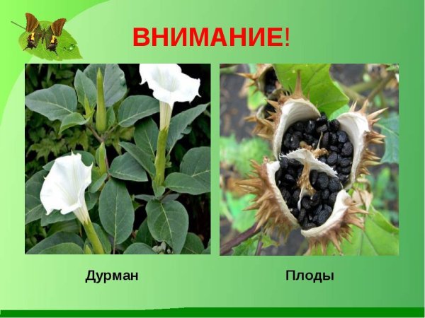 Дурман плод ядовитое растение