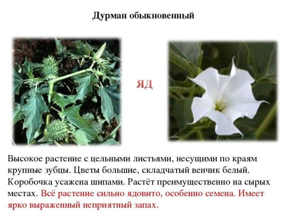 Дурман ядовитое растение