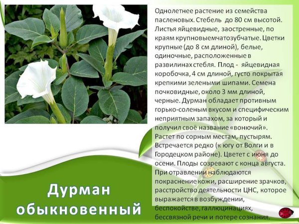 Описание дурмана ядовитого