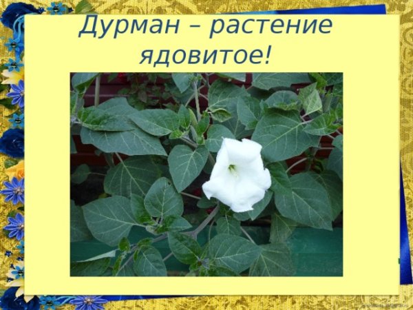 Дурман ядовитое растение