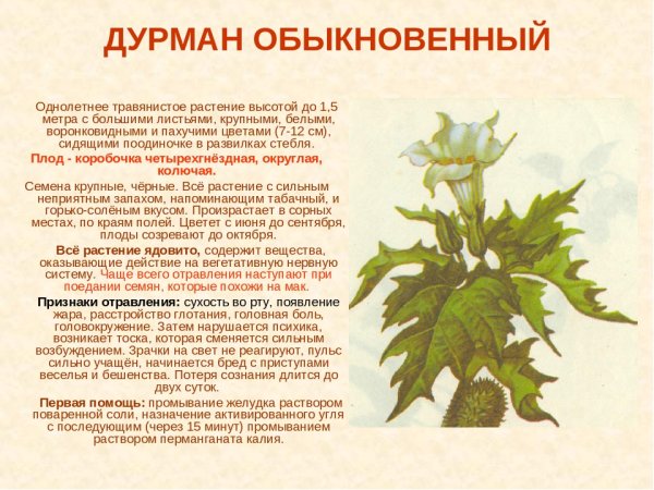 Дурман ядовитое растение описание
