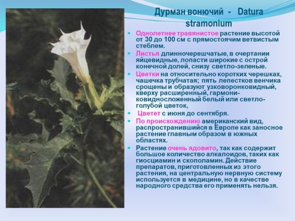 Семейство Пасленовые дурман