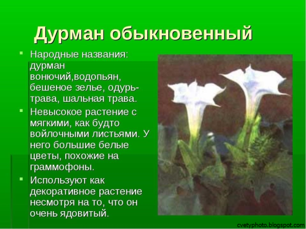 Паспорт дурмана обыкновенного