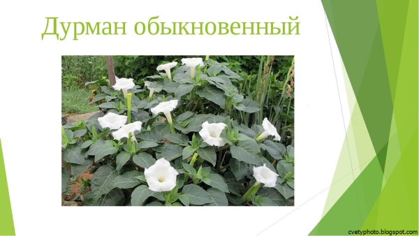 Дурман обыкновенный 3 класс