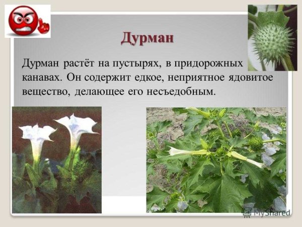 Ядовитые растения Кубани дурман
