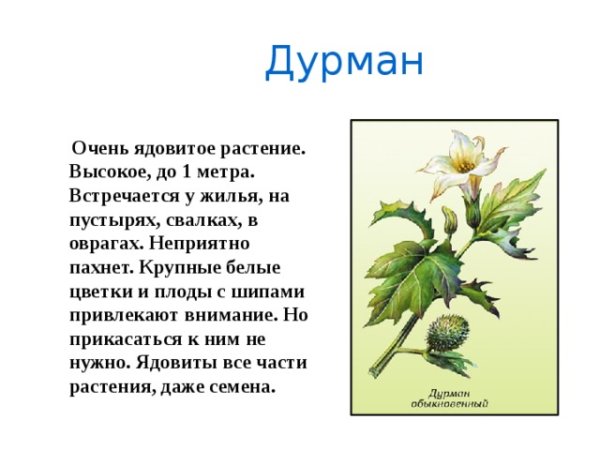 Ядовитые растения Краснодарского края дурман