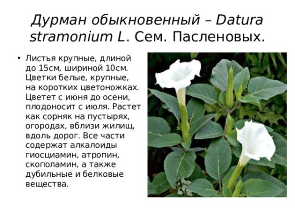Дурман цветок