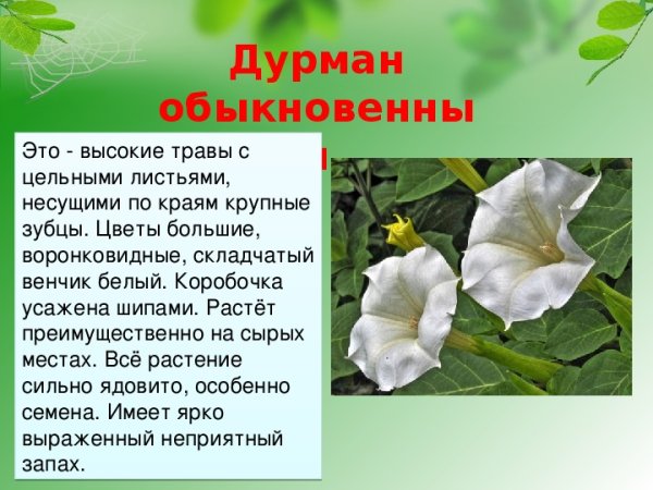 Ядовитый цветок дурман обыкновенный