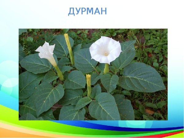 Цветы дурман трава фото и описание