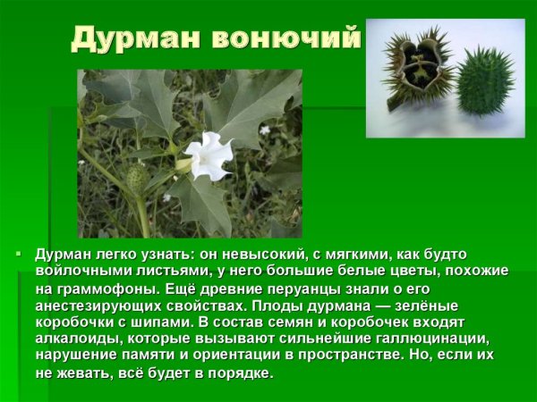 Дурман опасное растение