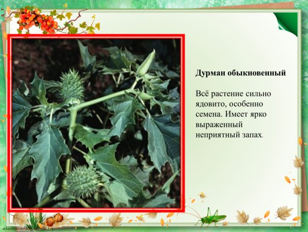 Дурман бешеный огурец