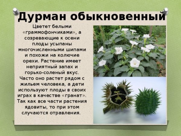 Дурман растение описание