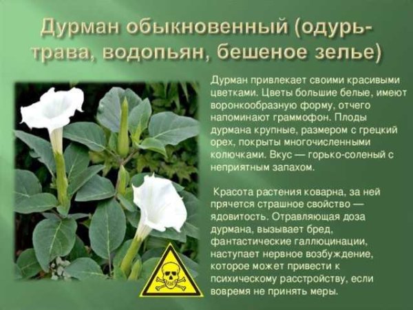 Паспорт растения дурман обыкновенный