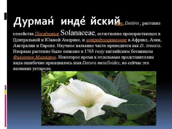 Дурман обыкновенный краткое описание растения