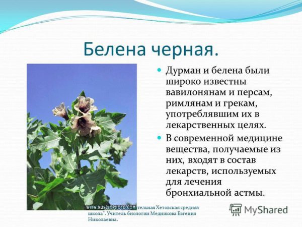 Семейство Пасленовые цветок дурман