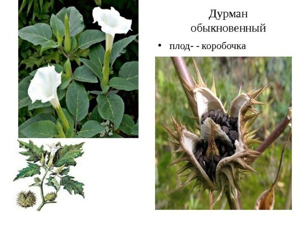Дурман обыкновенный плод