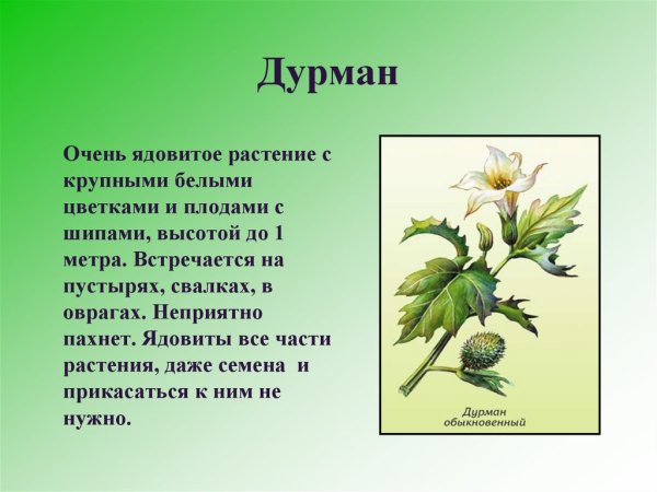 Паспорт растения дурман обыкновенный