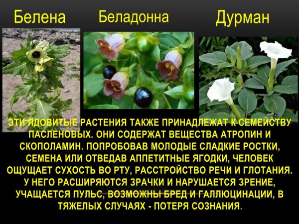 Белладонна белена дурман