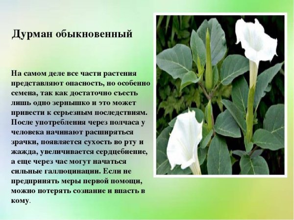 Дурман обыкновенный в Крыму
