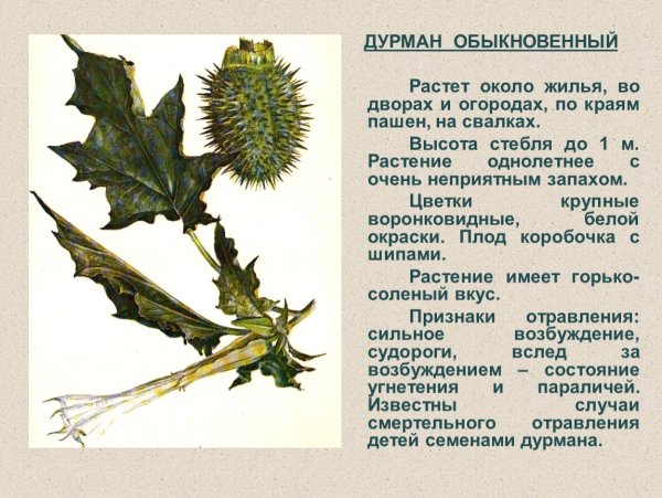 Ядовитый цветок дурман обыкновенный