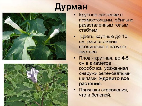 Дурман обыкновенный класс
