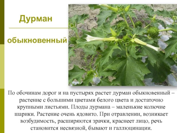Дурман ядовитое растение