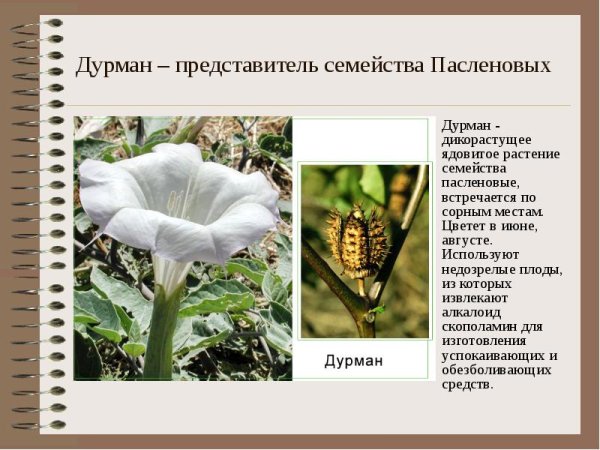 Дурман обыкновенный семейство