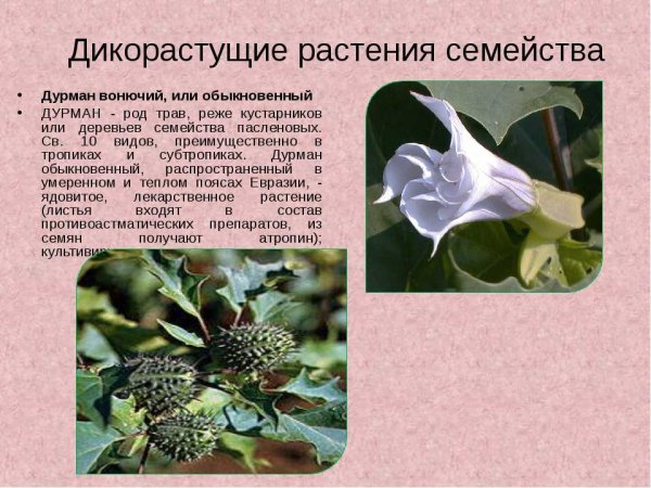 Дурман обыкновенный семейство