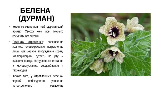 Белена чёрная, дурман, красавка (белладонна).