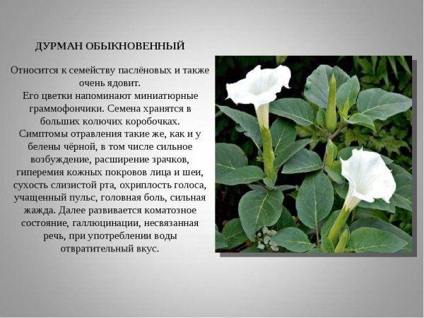 Паспорт растения дурман обыкновенный