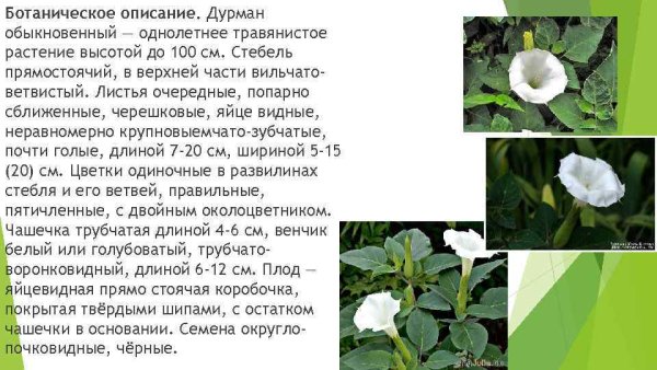 Дурман растение описание
