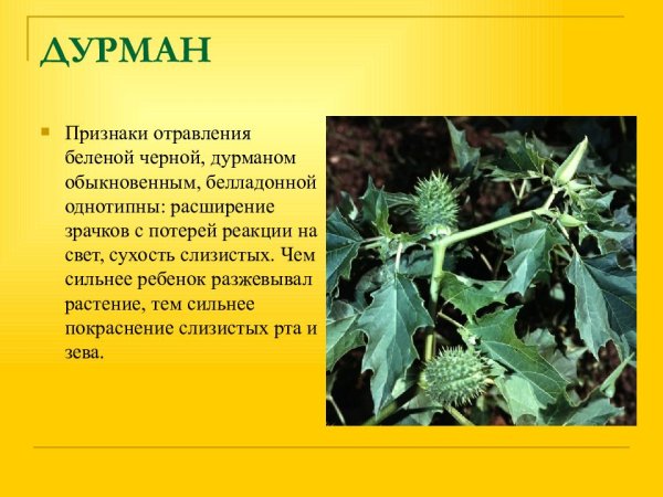 Обыкновенный дурман ядовитое растение для детей
