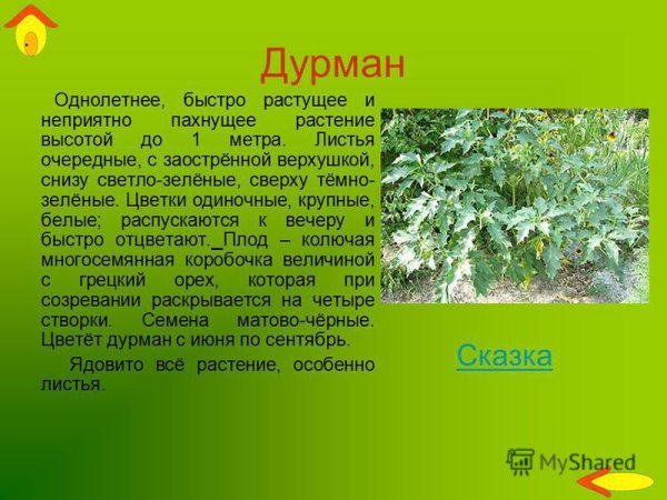 Доклад о растении дурман