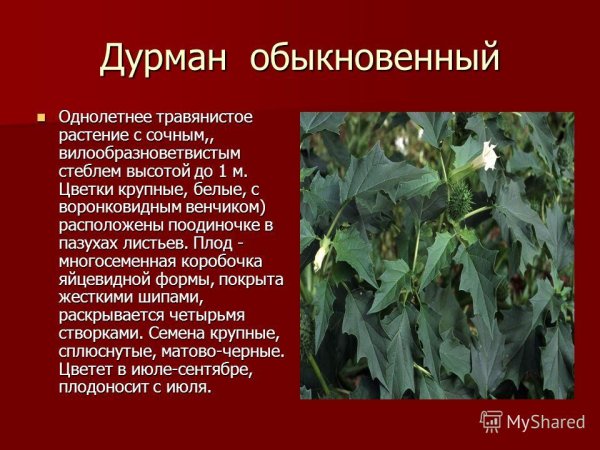 Дурман обыкновенный однолетнее растение