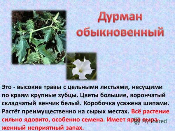 Класс растения дурман обыкновенный